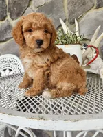 Rocky, a male Poodle - Miniature  for sale in Grabill, IN – Photo 10 of 10