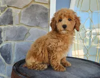 Rocky, a male Poodle - Miniature  for sale in Grabill, IN – Photo 4 of 10