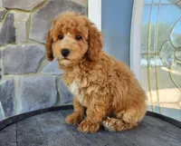 Rocky, a male Poodle - Miniature  for sale in Grabill, IN – Photo 5 of 10