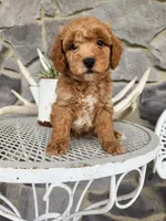 Rocky, a male Poodle - Miniature  for sale in Grabill, IN – Photo 9 of 10
