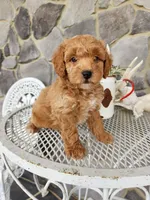 Rocky, a male Poodle - Miniature  for sale in Grabill, IN – Photo 8 of 10
