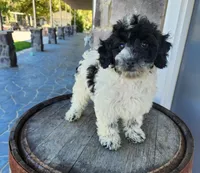 Carolina, a female Poodle - Miniature  for sale in Grabill, IN – Photo 3 of 10
