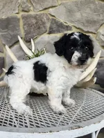 Carolina, a female Poodle - Miniature  for sale in Grabill, IN – Photo 5 of 10