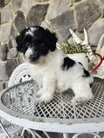 Carolina, a female Poodle - Miniature  for sale in Grabill, IN – Photo 6 of 10