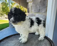 Carolina, a female Poodle - Miniature  for sale in Grabill, IN – Photo 2 of 10