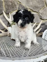 Carolina, a female Poodle - Miniature  for sale in Grabill, IN – Photo 8 of 10