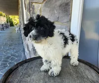 Carolina, a female Poodle - Miniature  for sale in Grabill, IN – Photo 4 of 10