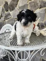 Carolina, a female Poodle - Miniature  for sale in Grabill, IN – Photo 7 of 10