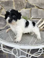 Carolina, a female Poodle - Miniature  for sale in Grabill, IN – Photo 9 of 10