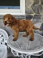 Ethan, a male Miniature Goldendoodle for sale in Grabill, IN – 2 of 10