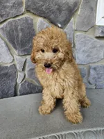 Ruffles , a male Miniature Goldendoodle for sale in Grabill, IN – 4 of 7