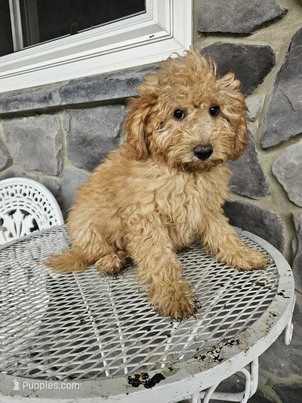 Rallfy – Goldendoodle puppy for sale in Grabill, IN