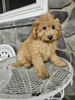 Rallfy, a male Goldendoodle for sale in Grabill, IN – 1 of 4