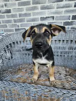 Sammy, a male German Shepherd Dog for sale in Grabill, IN – 2 of 9