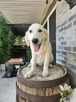 Kito, a male English Cream Golden Retriever for sale in Grabill, IN – 2 of 10