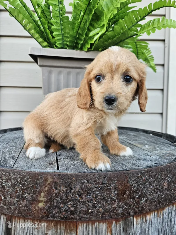 Benny – Miniature Goldendoodle puppy for sale in Grabill, IN