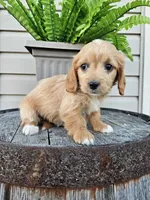 Benny, a male Miniature Goldendoodle for sale in Grabill, IN – 2 of 9