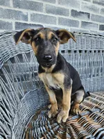 Kevin, a male German Shepherd Dog for sale in Grabill, IN – 7 of 10