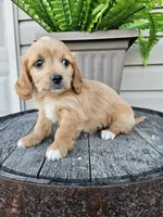 Benny, a male Miniature Goldendoodle for sale in Grabill, IN – 5 of 9