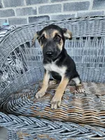 Sammy, a male German Shepherd Dog for sale in Grabill, IN – 8 of 9