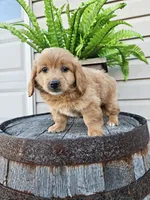 hank, a male Goldendoodle for sale in Grabill, IN – 5 of 9