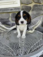 Sammy, a male Cavalier King Charles Spaniel for sale in Grabill, IN – 4 of 10