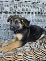 Rocky, a male German Shepherd Dog for sale in Grabill, IN – 6 of 9