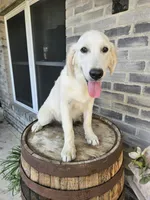 Cane, a male English Cream Golden Retriever for sale in Grabill, IN – 3 of 10