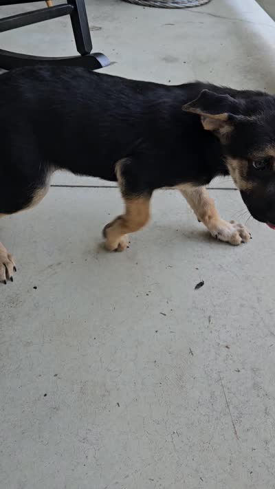 Sammy, a male German Shepherd Dog for sale in Grabill, IN – 9 of 9