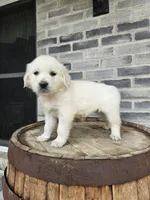 Cindy, a female English Cream Golden Retriever for sale in Grabill, IN – Photo 7 of 8