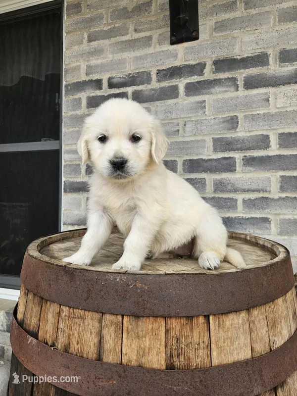 Cindy – English Cream Golden Retriever puppy for sale in Grabill, IN