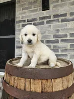 Cindy, a female English Cream Golden Retriever for sale in Grabill, IN – Photo 5 of 8