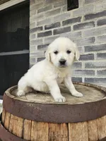 Cindy, a female English Cream Golden Retriever for sale in Grabill, IN – Photo 4 of 8