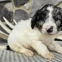 Jasmine, a female Goldendoodle for sale in Grabill, IN – Photo 1 of 7