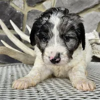 Jasmine, a female Goldendoodle for sale in Grabill, IN – Photo 4 of 7