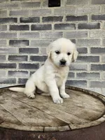 Cindy, a female English Cream Golden Retriever for sale in Grabill, IN – Photo 2 of 8