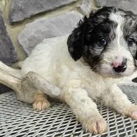 Jasmine, a female Goldendoodle for sale in Grabill, IN – Photo 7 of 7