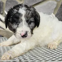 Jasmine, a female Goldendoodle for sale in Grabill, IN – Photo 6 of 7
