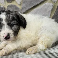 Jasmine, a female Goldendoodle for sale in Grabill, IN – Photo 5 of 7