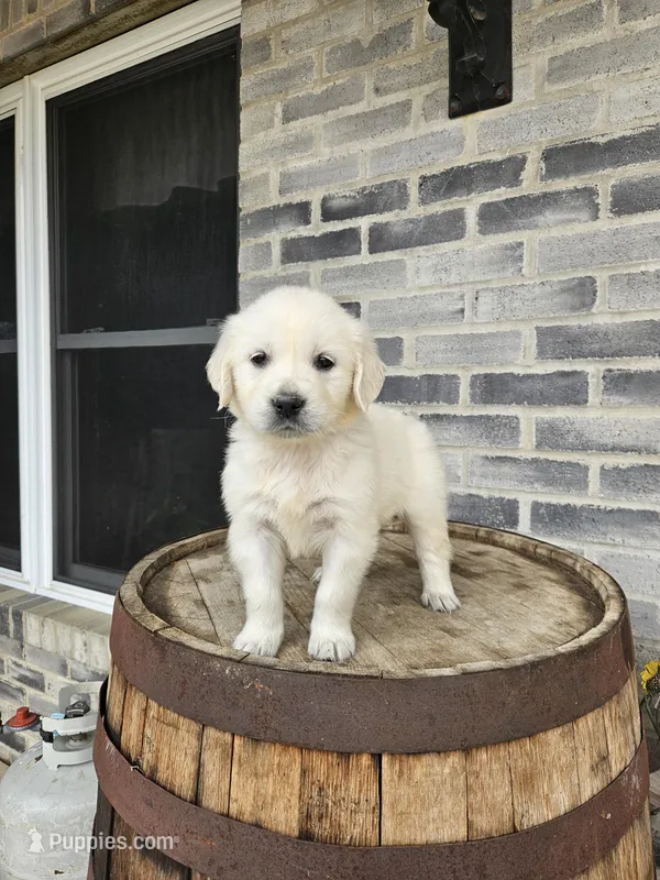 Cindy – English Cream Golden Retriever puppy for sale in Grabill, IN