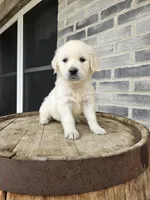 Cindy, a female English Cream Golden Retriever for sale in Grabill, IN – Photo 3 of 8