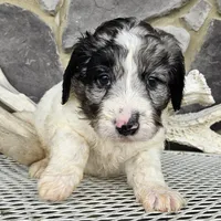 Jasmine, a female Goldendoodle for sale in Grabill, IN – Photo 2 of 7