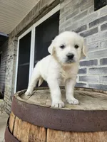 Cindy, a female English Cream Golden Retriever for sale in Grabill, IN – Photo 6 of 8