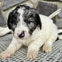 Jasmine, a female Goldendoodle for sale in Grabill, IN – Photo 3 of 7
