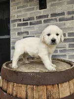 Cindy, a female English Cream Golden Retriever for sale in Grabill, IN – Photo 8 of 8