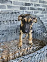 Kevin, a male German Shepherd Dog for sale in Grabill, IN – 5 of 10