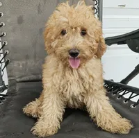 ace, a male Miniature Goldendoodle for sale in Grabill, IN – 7 of 8