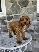 blaze, a male Cavapoo for sale in Grabill, IN – 2 of 10