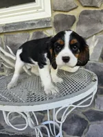 Sammy, a male Cavalier King Charles Spaniel for sale in Grabill, IN – 6 of 10