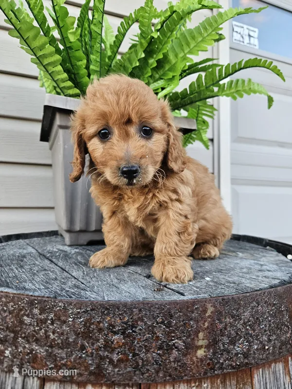 bella – Miniature Goldendoodle puppy for sale in Grabill, IN